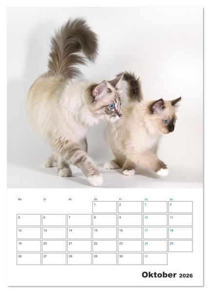 Produktbild: Heilige Birma Kitten Kalender mit Planer (Tischkalender 2026 DIN A5 hoch), CALVENDO Monatskalender