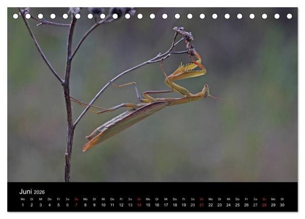 Produktbild: Faszination Gottesanbeterin - Die Welt der Mantis (Tischkalender 2026 DIN A5 quer), CALVENDO Monatskalender