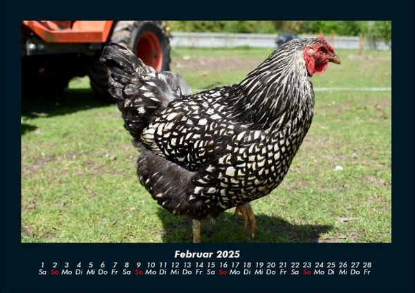 Produktbild: Tiere auf dem Bauernhof 2025 Fotokalender DIN A4