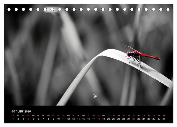 Produktbild: Farbtupfer (Tischkalender 2026 DIN A5 quer), CALVENDO Monatskalender