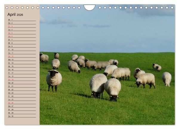 Produktbild: Schafe z&auml;hlen leicht gemacht! (Wandkalender 2026 DIN A4 quer), CALVENDO Monatskalender
