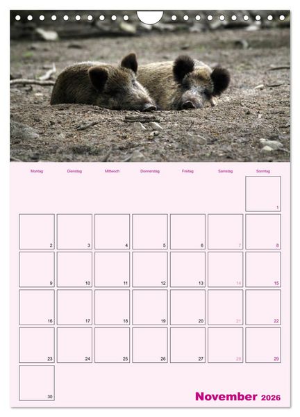 Produktbild: Schweinischer Terminplaner (Wandkalender 2026 DIN A4 hoch), CALVENDO Monatskalender