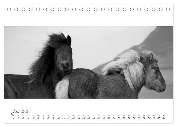 Produktbild: Islandpferde von Brimilsvellir (Tischkalender 2026 DIN A5 quer), CALVENDO Monatskalender