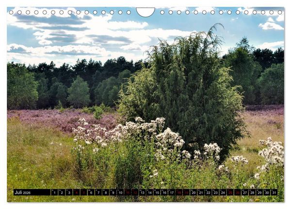 Produktbild: L&uuml;neburger Heide (Wandkalender 2026 DIN A4 quer), CALVENDO Monatskalender