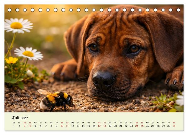 Produktbild: Rhodesian Ridgeback - Welpenzauber (Tischkalender 2027 DIN A5 quer), CALVENDO Monatskalender