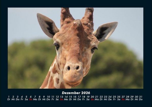 Produktbild: Giraffen 2026 Fotokalender DIN A4