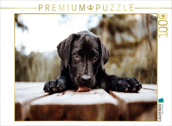 CALVENDO Puzzle Labrador Welpe | 1000 Teile Lege-Größe 64x48cm Foto-Puzzle für glückliche Stunden