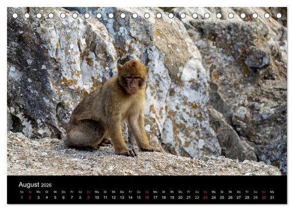 Produktbild: Gibraltar - der Affenfelsen (Tischkalender 2026 DIN A5 quer), CALVENDO Monatskalender