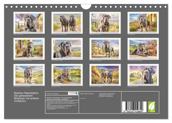 Produktbild: Mastino Napoletano. Die gelassenen Molosser mit antiken Vorfahren (Wandkalender 2026 DIN A4 quer), CALVENDO Monatskalender