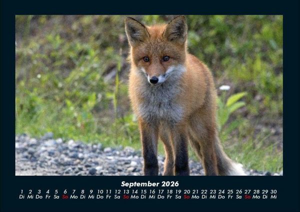 Produktbild: Waldbewohner 2026 Fotokalender DIN A4