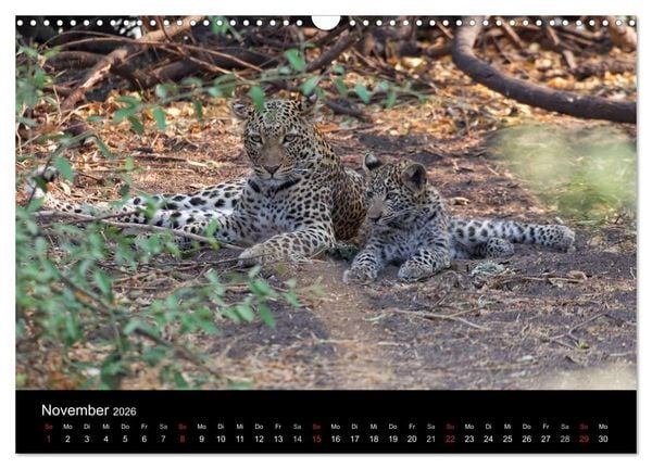 Produktbild: Naturerlebnis Botswana (Wandkalender 2026 DIN A3 quer), CALVENDO Monatskalender