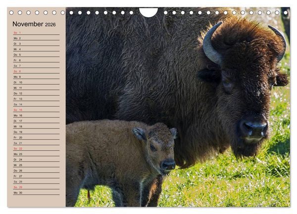 Produktbild: B&uuml;ffel. Wisent und Bison (Wandkalender 2026 DIN A4 quer), CALVENDO Monatskalender