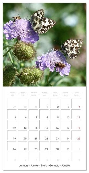 Produktbild: Gentle butterflies (Wall Calendar 2026 12 &times; 12 Inch) CALVENDO 12 Month Wall Calendar