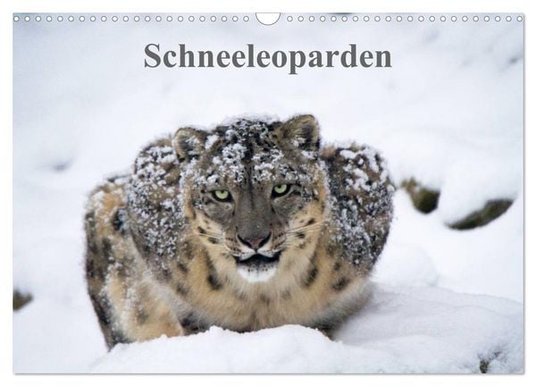Produktbild: Schneeleoparden (Wandkalender 2026 DIN A3 quer), CALVENDO Monatskalender