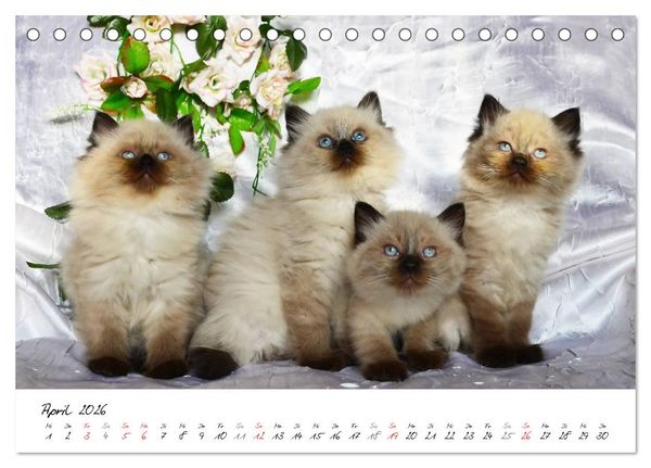 Produktbild: Katzenparade (Tischkalender 2026 DIN A5 quer), CALVENDO Monatskalender