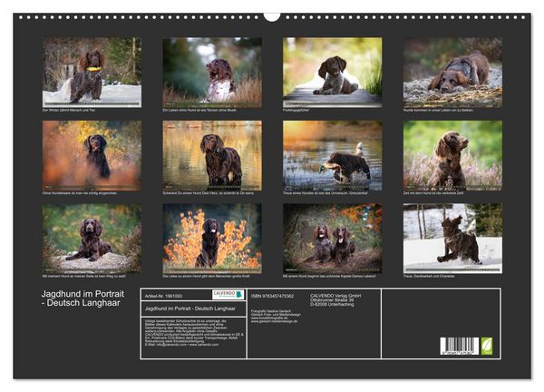 Produktbild: Jagdhund im Portrait - Deutsch Langhaar (Wandkalender 2026 DIN A2 quer), CALVENDO Monatskalender