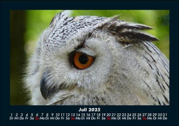 Produktbild: Welt der Tiere 2025 Fotokalender DIN A5