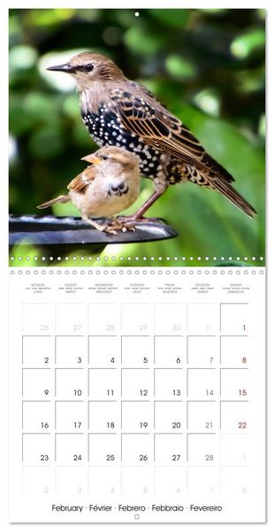 Produktbild: The Wild Sparrow Gang (Wall Calendar 2026 12 &times; 12 Inch) CALVENDO 12 Month Wall Calendar