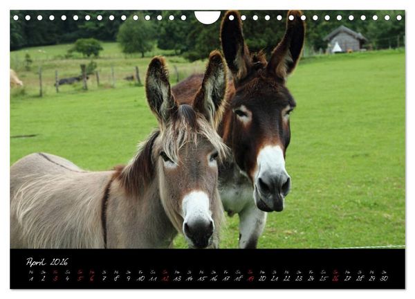 Produktbild: Esel - liebenswerte Langohren (Wandkalender 2026 DIN A4 quer), CALVENDO Monatskalender