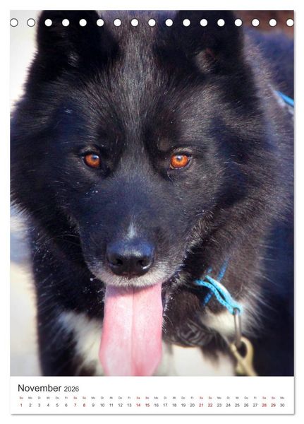 Produktbild: Faszination Husky (Tischkalender 2026 DIN A5 hoch), CALVENDO Monatskalender
