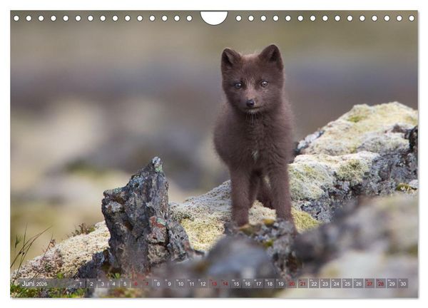 Produktbild: Polarfuchs-Welpen (Wandkalender 2026 DIN A4 quer), CALVENDO Monatskalender