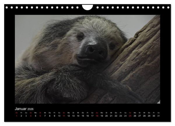 Produktbild: Bitte nicht st&ouml;ren... hier tr&auml;umen Tiere (Wandkalender 2026 DIN A4 quer), CALVENDO Monatskalender