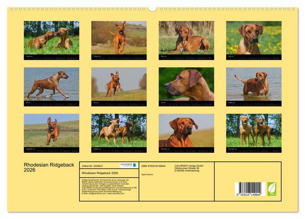Produktbild: Rhodesian Ridgeback 2026 (hochwertiger Premium Wandkalender 2026 DIN A2 quer), Kunstdruck in Hochglanz