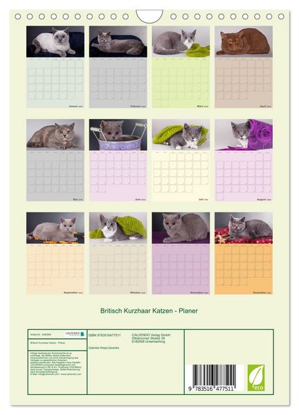 Produktbild: Britisch Kurzhaar Katzen - Planer (Wandkalender 2026 DIN A4 hoch), CALVENDO Monatskalender