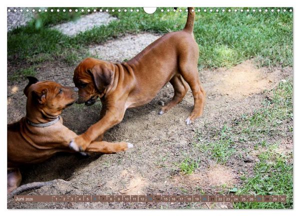 Produktbild: Rhodesian Ridgeback - eine Liebe f&uuml;rs Leben (Wandkalender 2026 DIN A3 quer), CALVENDO Monatskalender