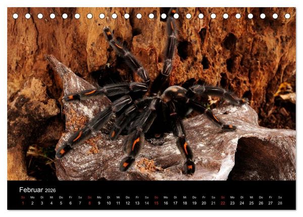 Produktbild: Vogelspinnen - Tarantulas (Tischkalender 2026 DIN A5 quer), CALVENDO Monatskalender