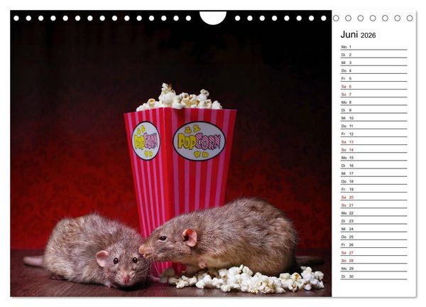Produktbild: Ratten. Kleine Nager, gro&szlig;es Herz. (Wandkalender 2026 DIN A4 quer), CALVENDO Monatskalender
