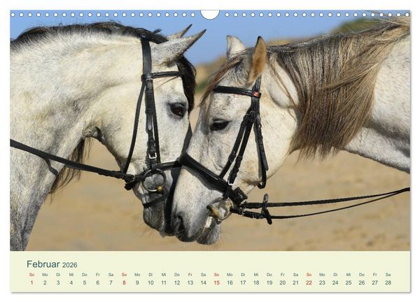Produktbild: PFERDE & MEER (Wandkalender 2026 DIN A3 quer), CALVENDO Monatskalender