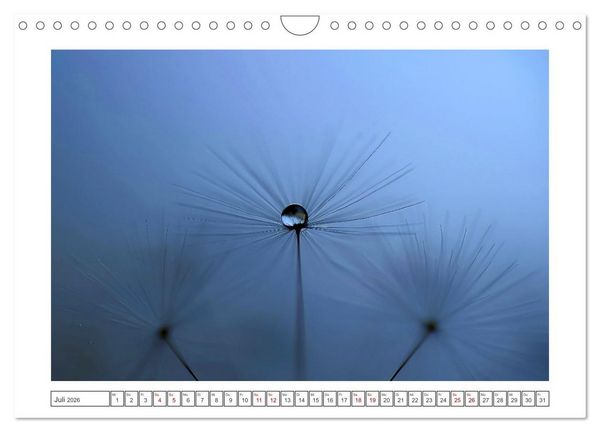 Produktbild: Zauberhafte Pusteblumen (Wandkalender 2026 DIN A4 quer), CALVENDO Monatskalender