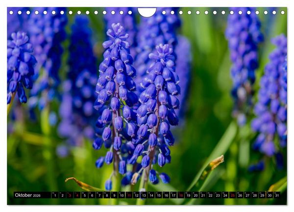 Produktbild: Kleine Blumen ganz gro&szlig; (Wandkalender 2026 DIN A4 quer), CALVENDO Monatskalender