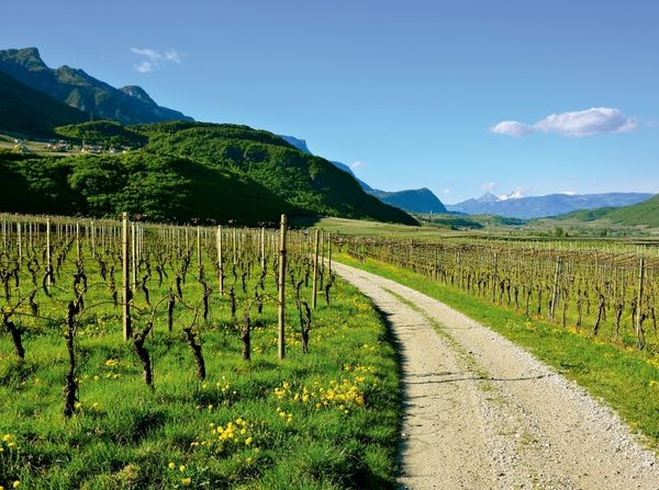 Produktbild: Im Etschtal nahe Tramin (Puzzle)