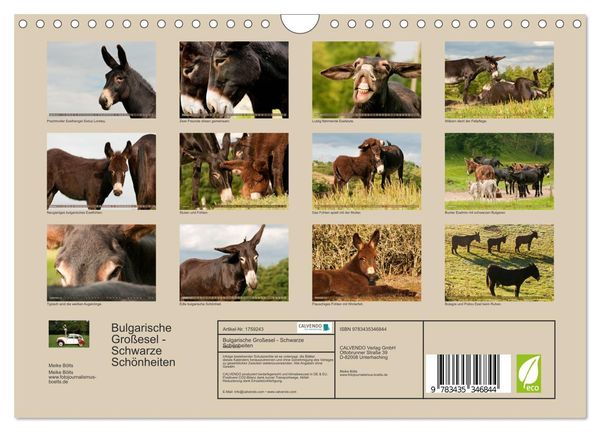 Produktbild: Bulgarische Gro&szlig;esel - Schwarze Sch&ouml;nheiten (Wandkalender 2025 DIN A4 quer), CALVENDO Monatskalender