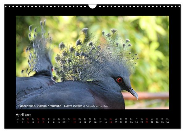 Produktbild: Wildtiere (Wandkalender 2026 DIN A3 quer), CALVENDO Monatskalender