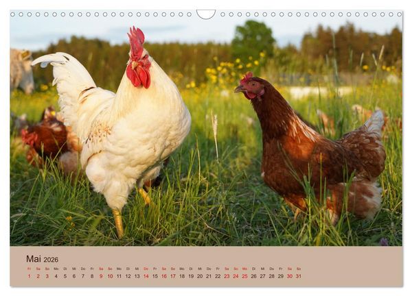 Produktbild: Bauernhoftiere - Von Klein bis Gro&szlig;, mit Fell und mit Federn. (Wandkalender 2026 DIN A3 quer), CALVENDO Monatskalender