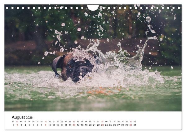 Produktbild: Deutscher Boxer (Wandkalender 2026 DIN A4 quer), CALVENDO Monatskalender