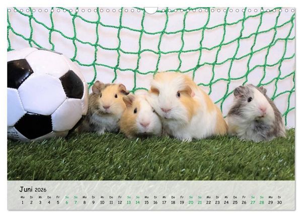 Produktbild: Meerschweinchen 2026 - bezaubernd, hinrei&szlig;end, entz&uuml;ckend (Wandkalender 2026 DIN A3 quer), CALVENDO Monatskalender