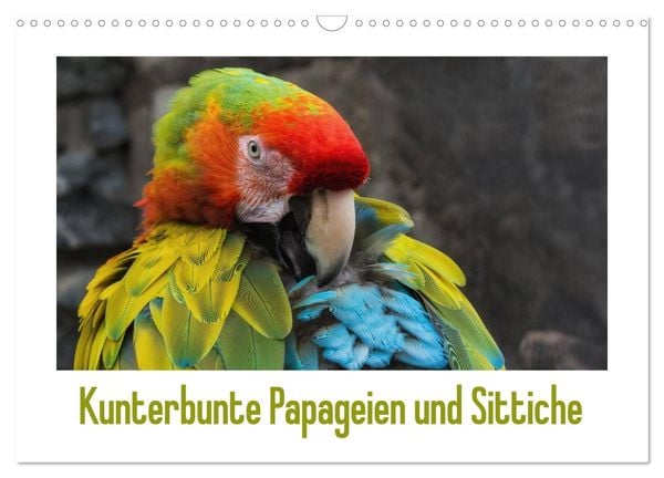 Kunterbunte Papageien und Sittiche (Wandkalender 2024 DIN A3 quer), CALVENDO Monatskalender