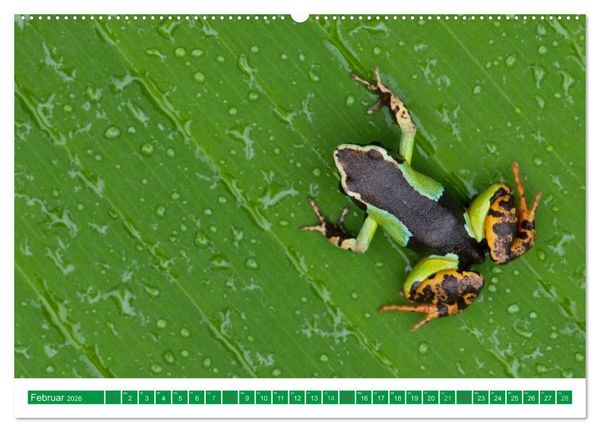 Produktbild: Farbige Fr&ouml;sche (hochwertiger Premium Wandkalender 2026 DIN A2 quer), Kunstdruck in Hochglanz