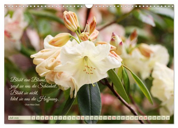 Produktbild: Rhododendren und Poesie (Wandkalender 2026 DIN A3 quer), CALVENDO Monatskalender