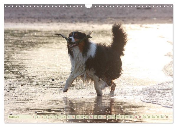 Produktbild: Australian Shepherd - H&uuml;tehunde mit Familienanschluss (Wandkalender 2026 DIN A3 quer), CALVENDO Monatskalender