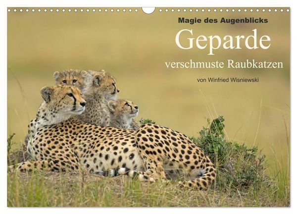 Produktbild: Magie des Augenblicks: Geparde - verschmuste Raubkatzen (Wandkalender 2027 DIN A3 quer), CALVENDO Monatskalender