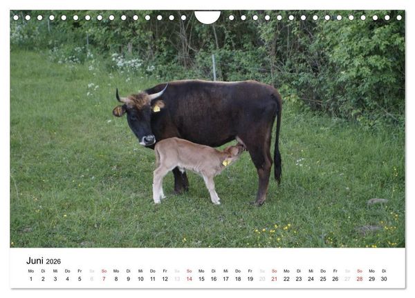 Produktbild: Bauernhoftiere (Wandkalender 2026 DIN A4 quer), CALVENDO Monatskalender