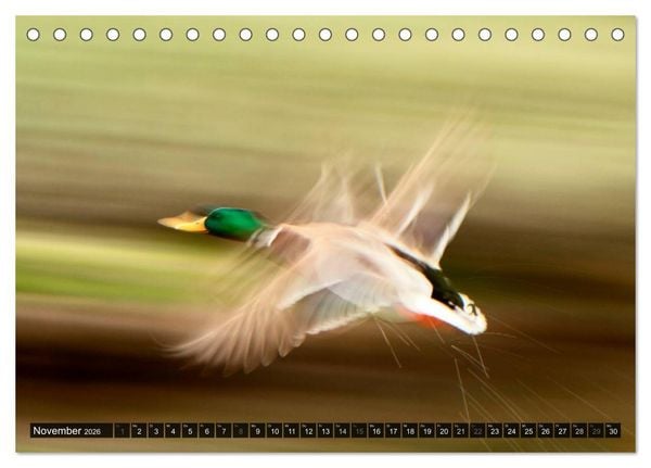 Produktbild: V&Ouml;GEL (Tischkalender 2026 DIN A5 quer), CALVENDO Monatskalender