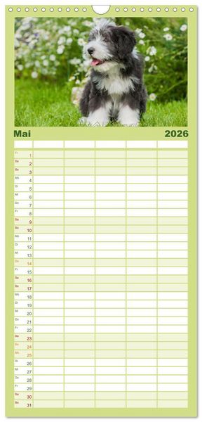 Produktbild: Familienplaner 2026 - Liebenswerter Clown Bearded Collie mit 5 Spalten (Wandkalender, 21 x 45 cm) CALVENDO