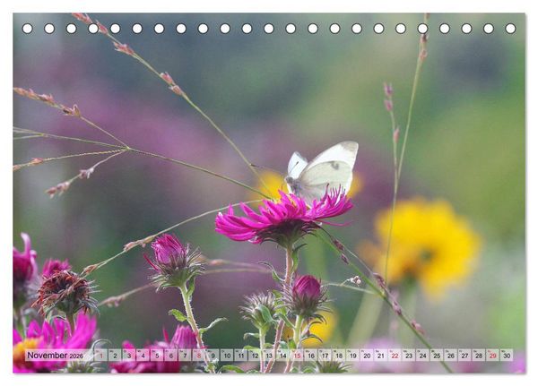 Produktbild: Es bl&uuml;ht im Sommer (Tischkalender 2026 DIN A5 quer), CALVENDO Monatskalender