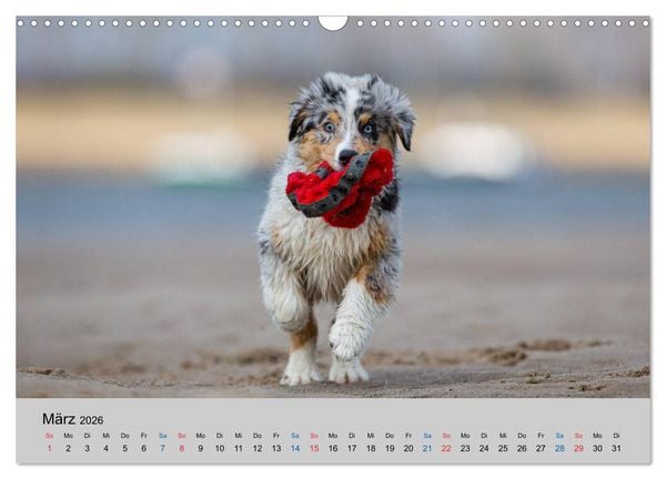 Produktbild: Australian Shepherd Welpen 2026 (Wandkalender 2026 DIN A3 quer), CALVENDO Monatskalender